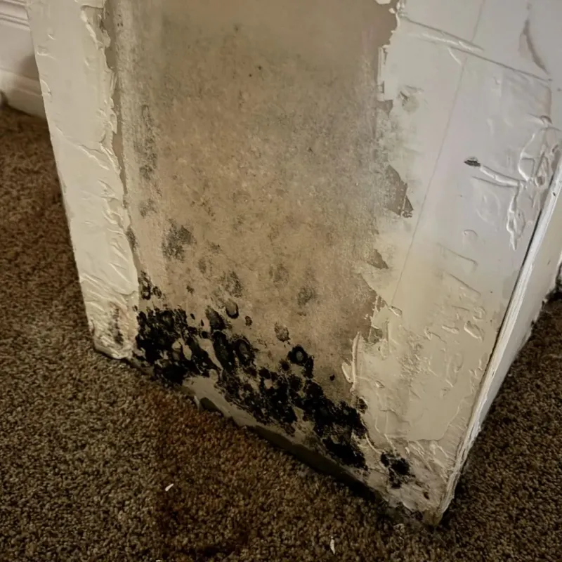Professional Mold Removal in Pushmataha County, OK